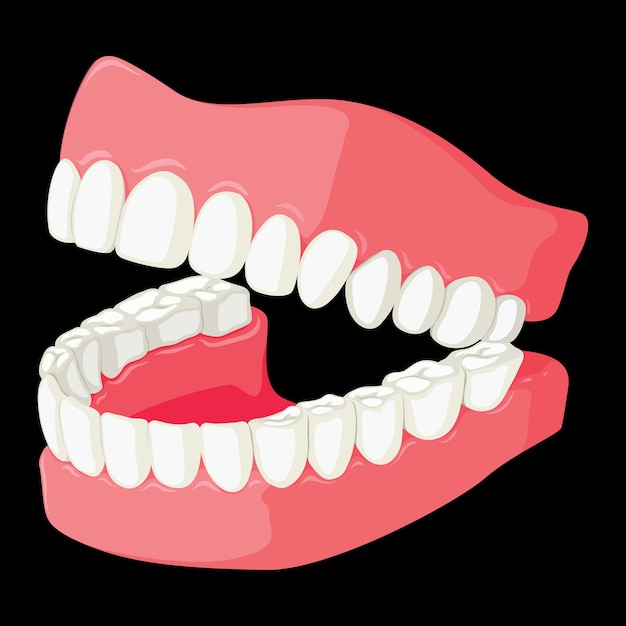 Abra o modelo de dentes dentários isolado em fundo preto