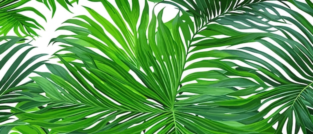 Vetor abstrato, fundo, de, exótico, verde, folhas, bandeira, vetorial, ilustração