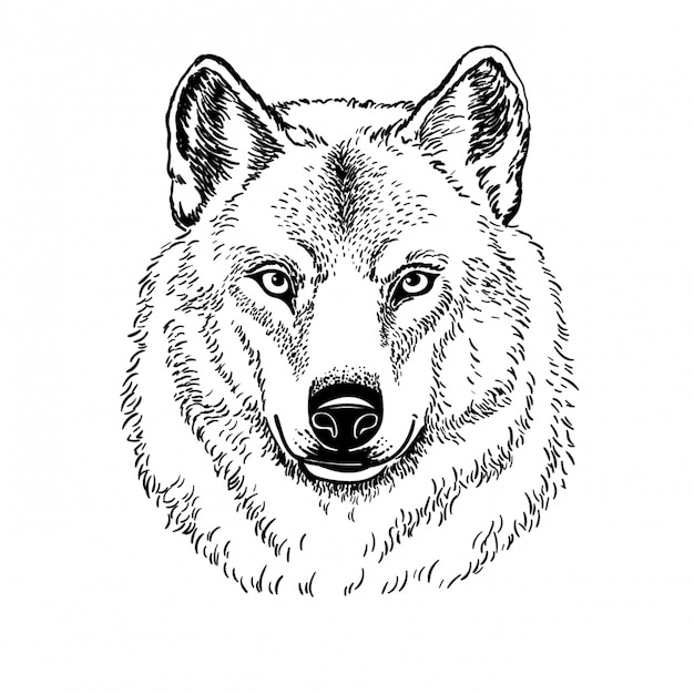 Açaime o lobo isolado no fundo branco, ilustração.