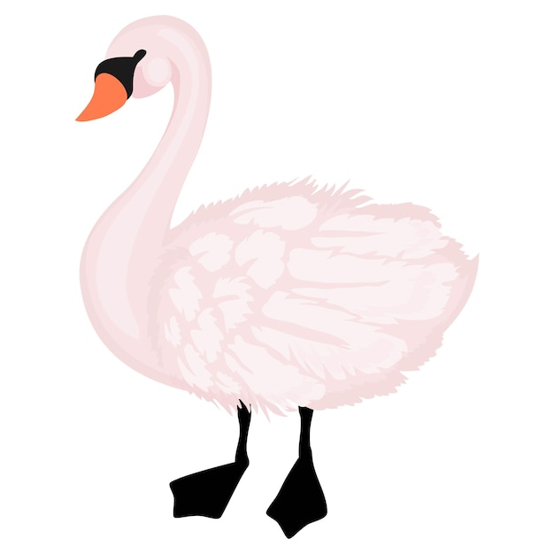 Adorável cisne branco em pé isolado no fundo branco. ilustração em vetor cisne dos desenhos animados.