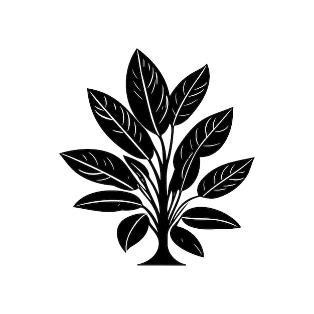 Vetor aglaonema icon desenho à mão de planta preta logotipo vetor elemento e símbolo