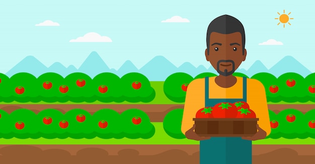 Agricultor coletando tomates.
