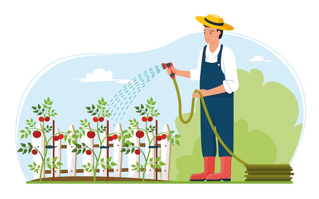 Agricultor regando plantas de tomate com uma mangueira de jardim