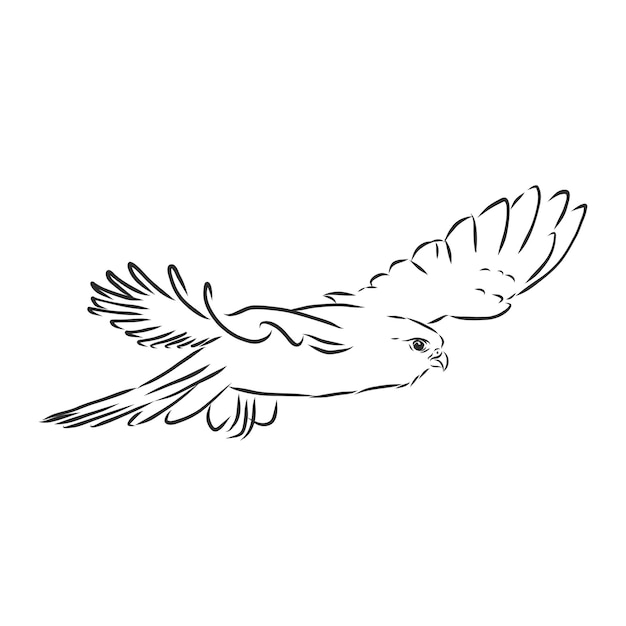 Águia desenhada à mão detalhada para tatuagem nas costas falcon bird sketch ilustração vetorial