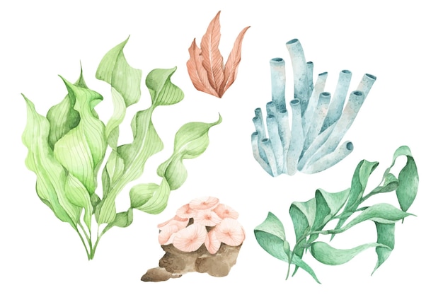 Algas marinhas plantas oceânicas subaquáticas elementos de corais do mar Ilustração em aquarela