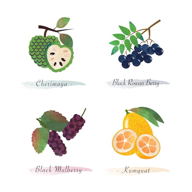 Alimentos orgânicos saudáveis frutas cherimoya black rowan berry black amulberry kumquat