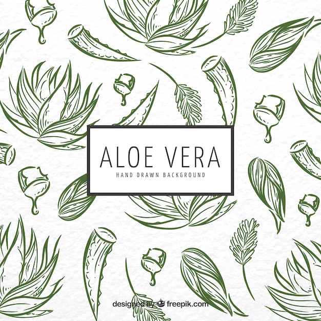 Aloe vera background do esboço