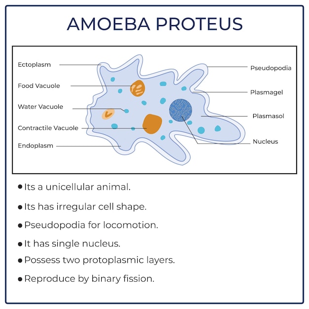 Vetor ameba proteus