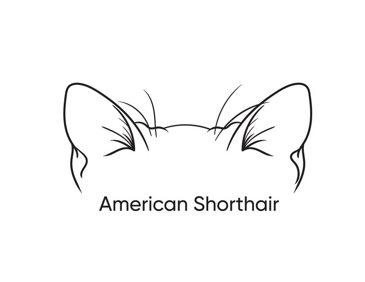 Vetor american_shorthair_cat_free_vector_hand_drawn_outline_illustration