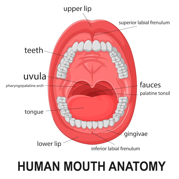 Anatomia da boca humana, boca aberta com explicação