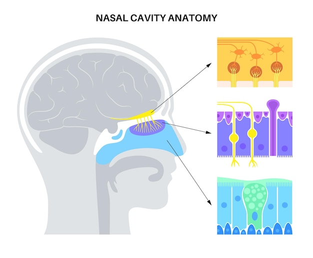 Anatomia da cavidade nasal