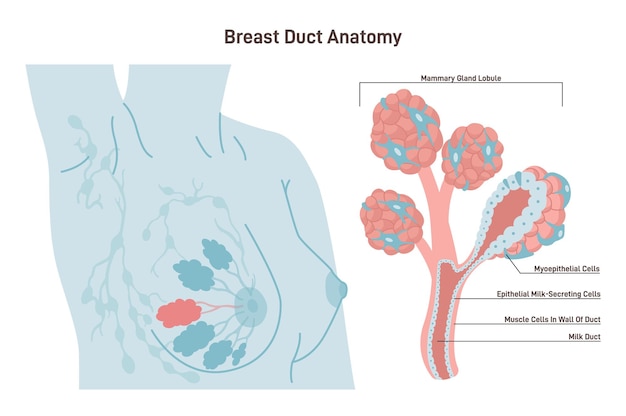 Anatomia da mama feminina ducto da glândula mamária e estrutura do lóbulo