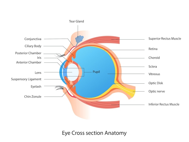 Vetor anatomia da seção transversal do olho ilustração médica do esquema da estrutura do olho humano