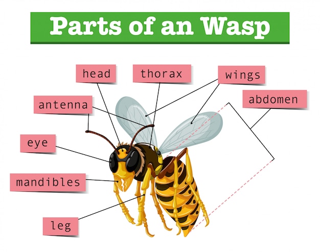 Anatomia da vespa com palavras