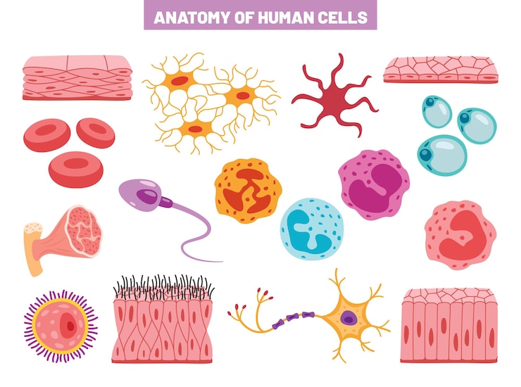 Vetor anatomia das células do corpo humano