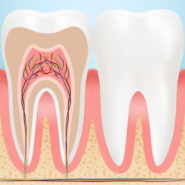 Anatomia de dentes saudáveis isolados em uma ilustração vetorial de fundo