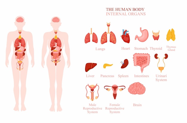 Vetor anatomia de infográficos de órgãos internos humanos