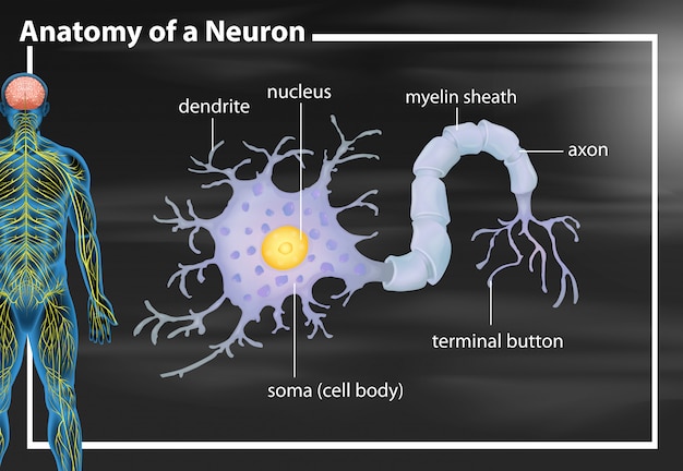 Anatomia de um neurônio