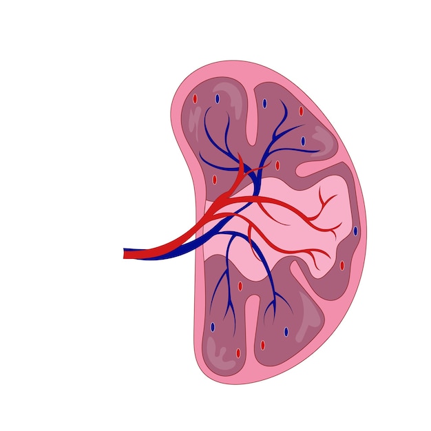 Vetor anatomia detalhada do baço