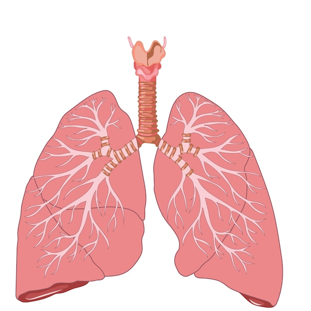 Vetor anatomia detalhada dos pulmões