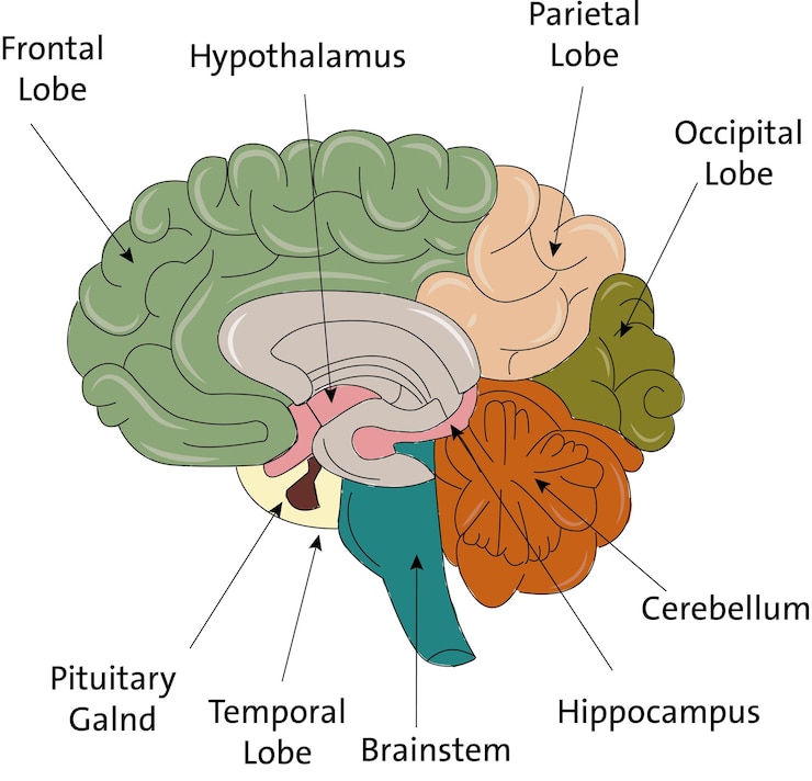 Vetor anatomia do cérebro