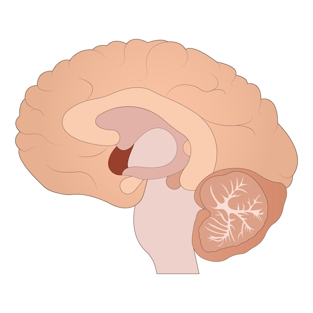 Anatomia do cérebro