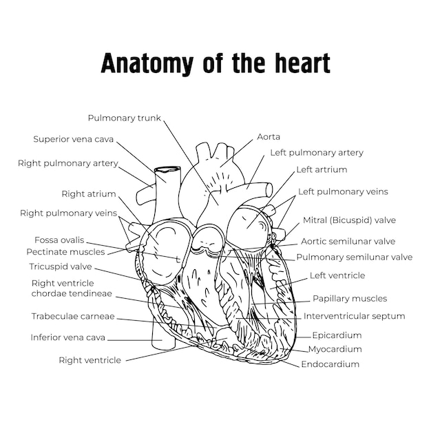 Vetor anatomia do coração a estrutura do coração o sistema cardiovascular válvulas cardíacaseducação