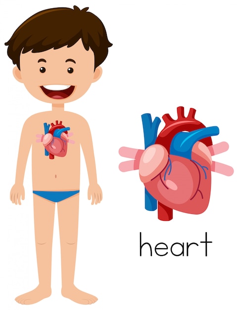 Anatomia do coração de um jovem