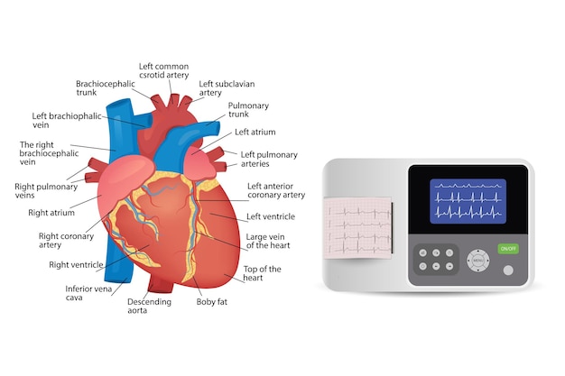 Vetor anatomia do coração humano dispositivo médico de monitoramento eletrocardiográfico do paciente para cartaz