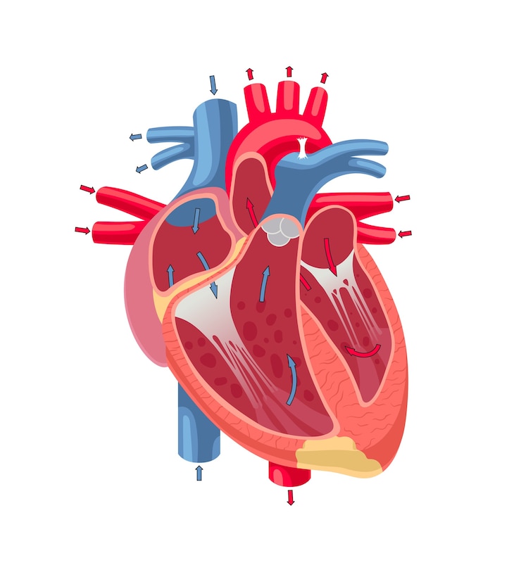 Vetor anatomia do coração humano isolada no fundo branco.
