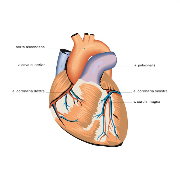 Anatomia do coração