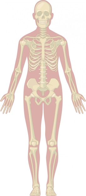 Vetor anatomia do corpo humano - esqueleto