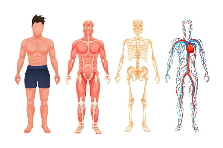 Vetor anatomia do corpo humano homem esquema visual sistema circulatório sistema de vasos sanguíneos com artérias e veias esqueleto sistema muscular vetor de desenho animado estruturas corporais em pleno crescimento