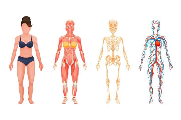 Vetor anatomia do corpo humano mulher esquema visual sistema circulatório sistema de vasos sanguíneos com artérias e veias esqueleto sistema muscular vetor de desenho animado estruturas corporais em pleno crescimento