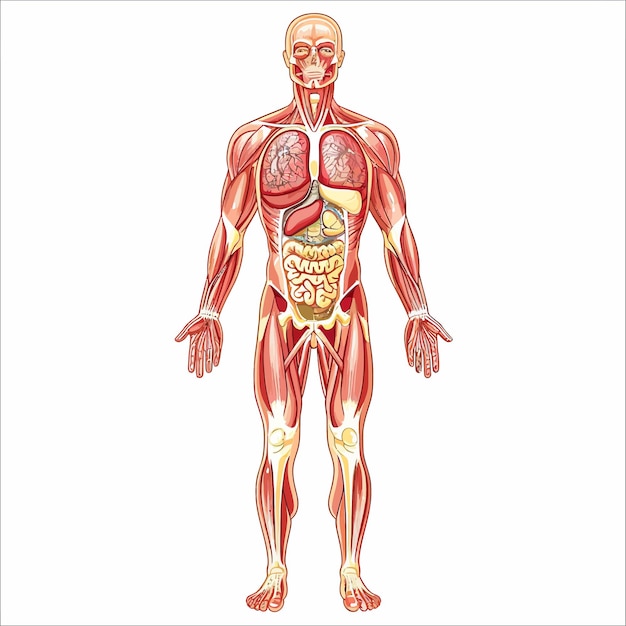 Vetor anatomia do corpo humano