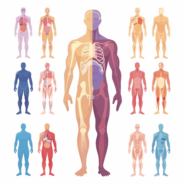 Vetor anatomia do corpo humano