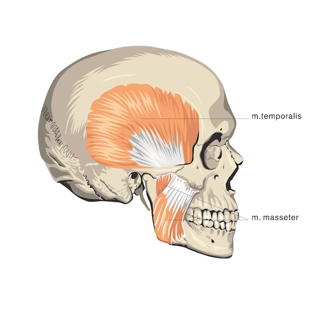 Vetor anatomia do crânio do músculo