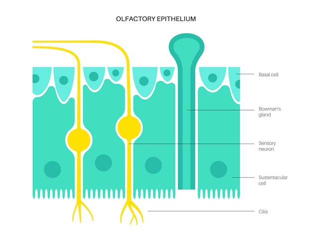 Vetor anatomia do epitélio olfatório