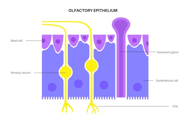 Vetor anatomia do epitélio olfatório