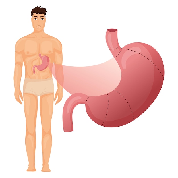 Anatomia do estômago com corpo humano