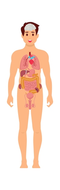 Vetor anatomia do homem órgãos humanos ilustração vetorial