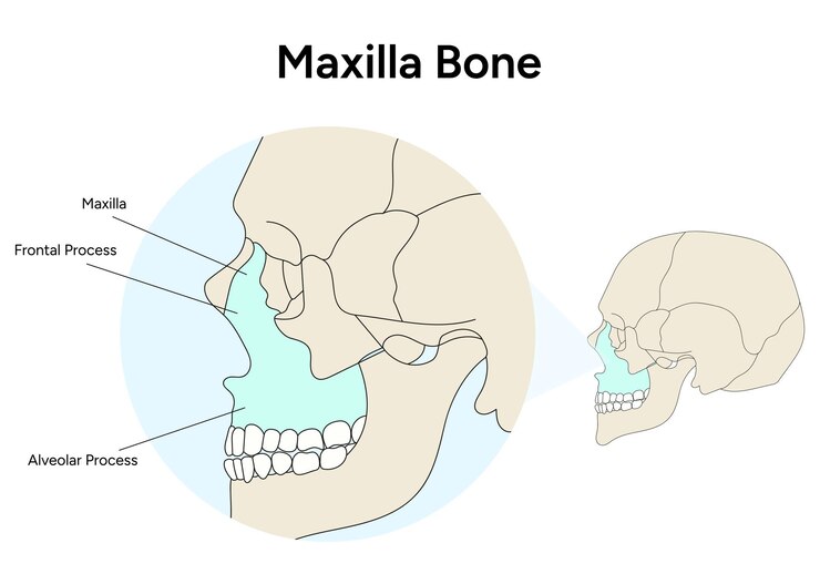 Vetor anatomia do infográfico do osso maxilar do crânio em vetor