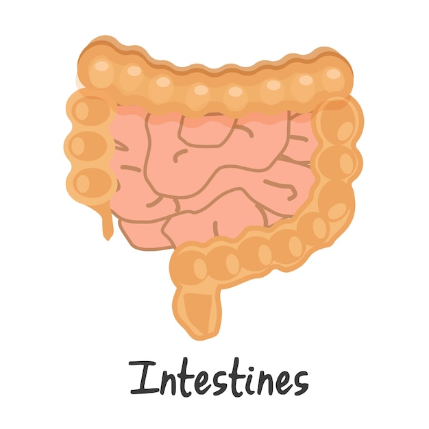 Anatomia do intestino humano vetorial isolada na ilustração branca do órgão interno