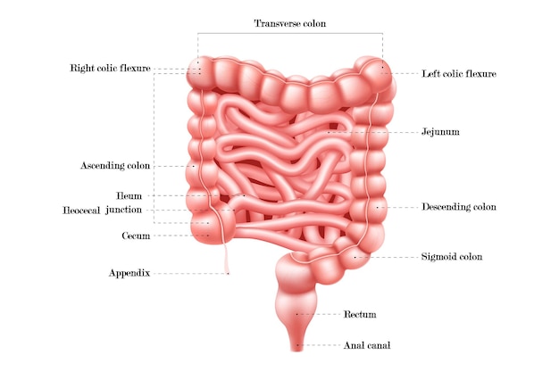 Vetor anatomia do intestino sistema digestivo do corpo humano infográfico do intestino com duodeno cólon e jejuno órgão abdominal interno hospital de educação médica ou banner escolar vetor 3d realista