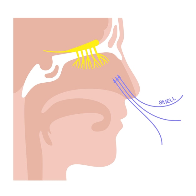 Vetor anatomia do nervo olfatório