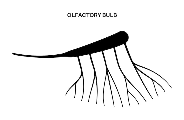 Anatomia do nervo olfatório