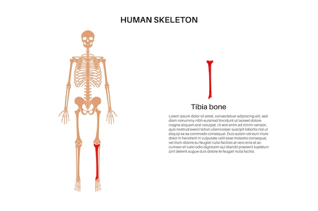 Vetor anatomia do osso da tíbia