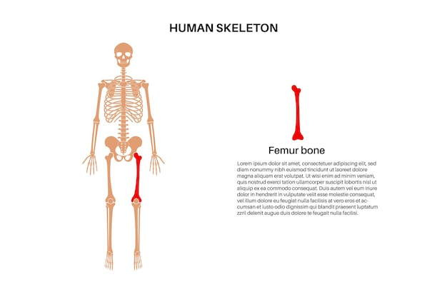 Vetor anatomia do osso do fémur