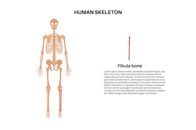 Vetor anatomia do osso do fíbula