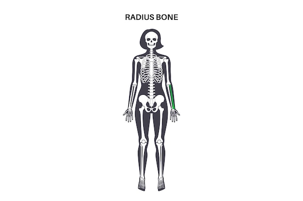 Vetor anatomia do osso do raio